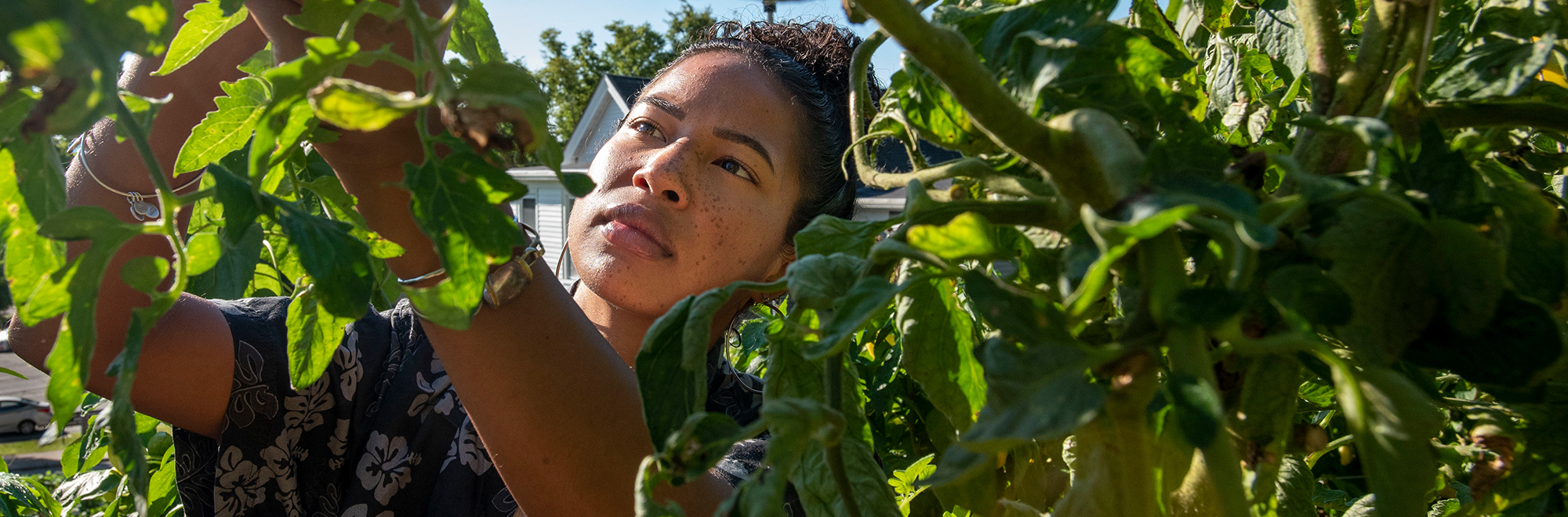 looking at the plants